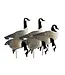 Higdon APEX Full-Size Full-Body-Canada Decoy - 6 pk