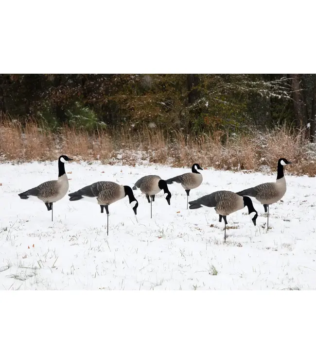 Higdon APEX Full-Size Full-Body-Canada Decoy - 6 pk
