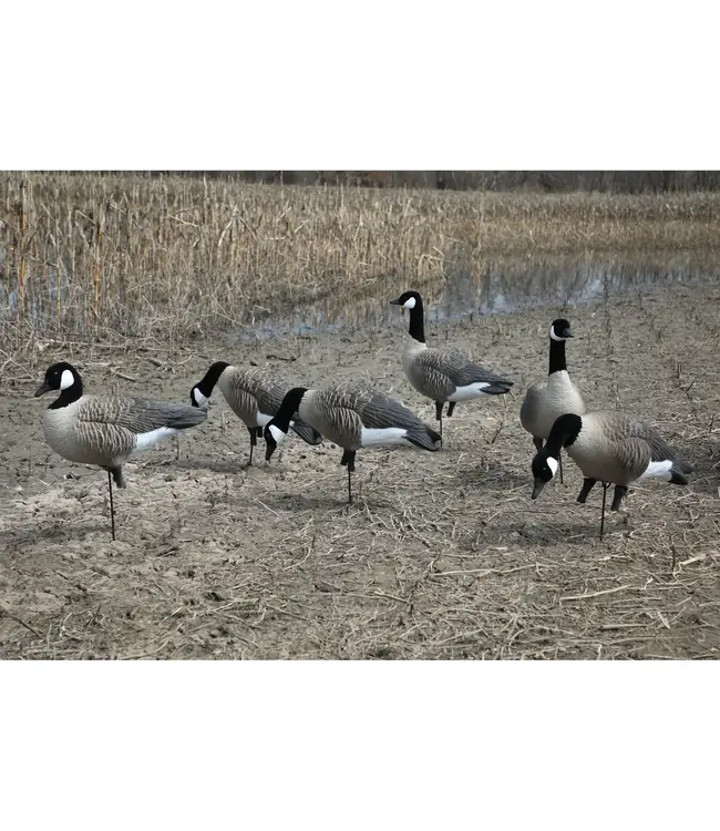 Higdon APEX Full-Size Full-Body-Canada Decoy - 6 pk
