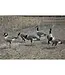 Higdon APEX Full-Size Full-Body-Canada Decoy - 6 pk