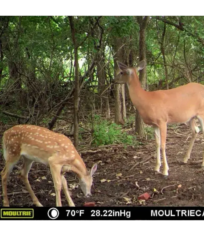 Ani-Logics CRUSH Block Attractant - Brassica