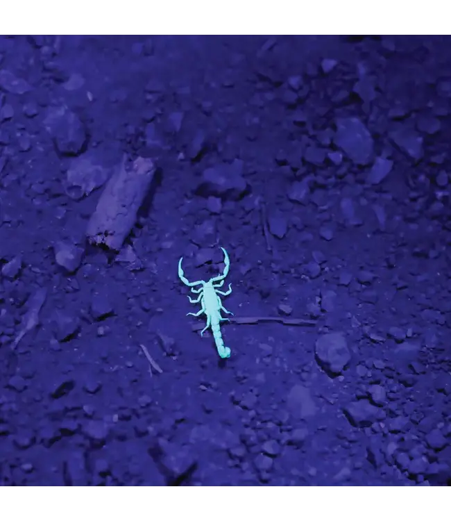 Lux Pro Mini Ultra Violet Flashlight with Lanyard