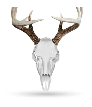 Illusion Skull Master Mounting System