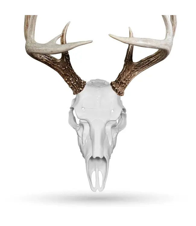 Illusion Skull Master Mounting System