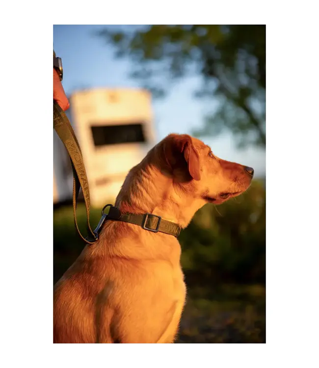 MOmarsh Adjustable Dog Collar