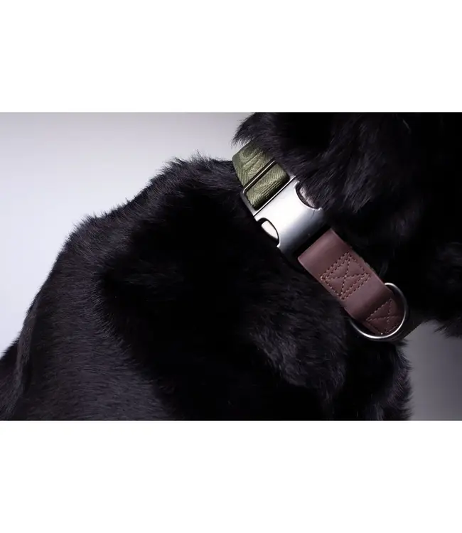 MOmarsh Adjustable Dog Collar
