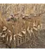 Avian-X G-Blind