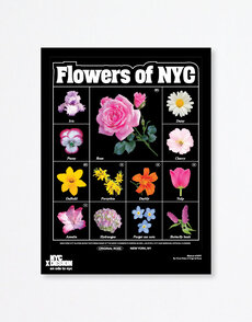 Olivia Rose: Blooms of NYC, 2022