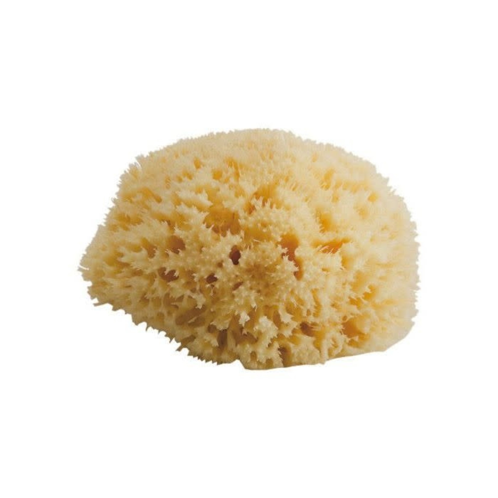 Bellini sea sponge