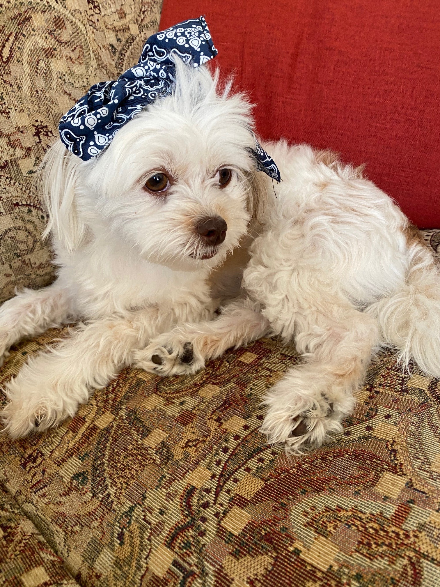 5 Items to Gear Up with for your Dog Walks