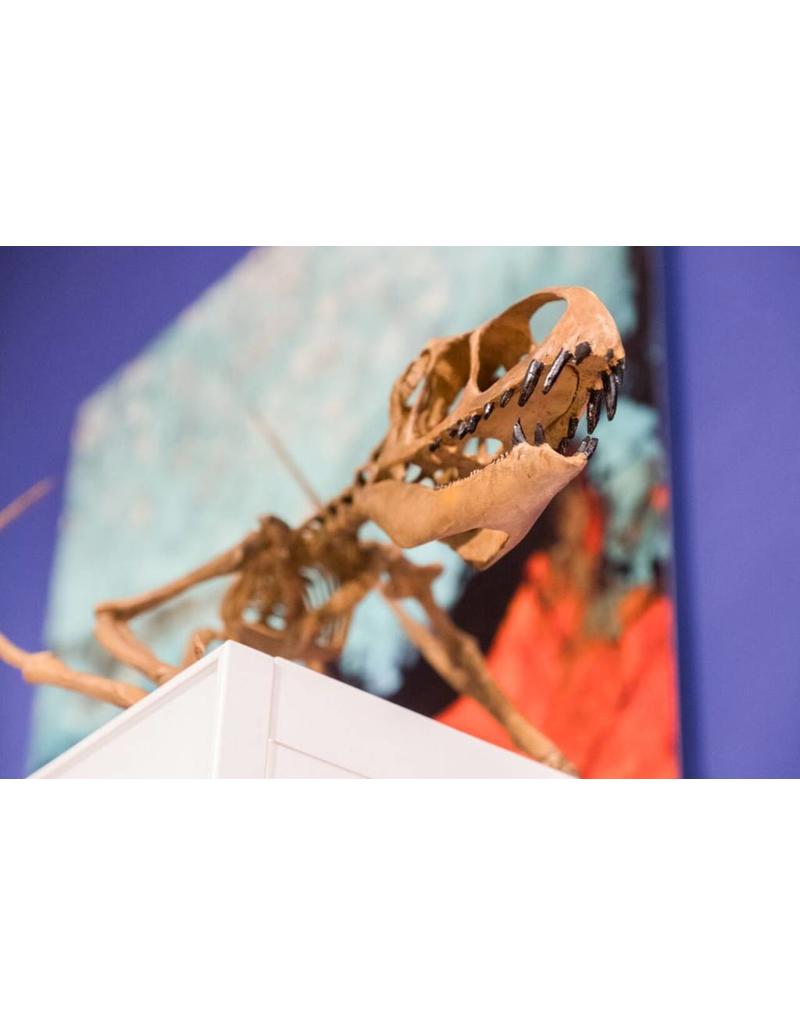 Dimorphodon macronyx Standing Skeleton Replica
