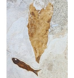 Eocene Mioplosus and Banana Leaf 347x249x37mm 3.4kg Wyoming