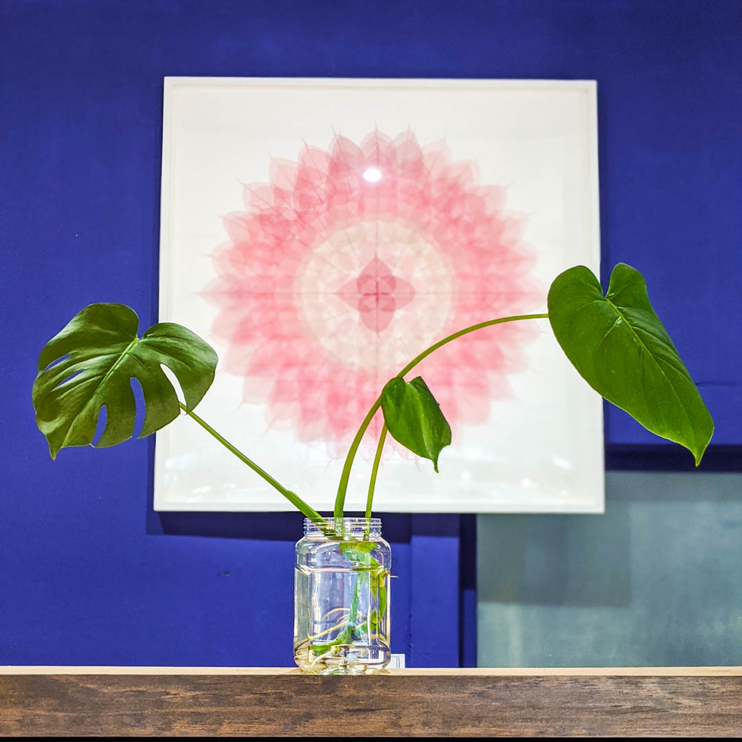 Monstera Potting Party, Friday, 12/6/2019