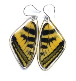 Wingstitution Eastern Tiger Swallowtail Top Wing Butterfly Earrings