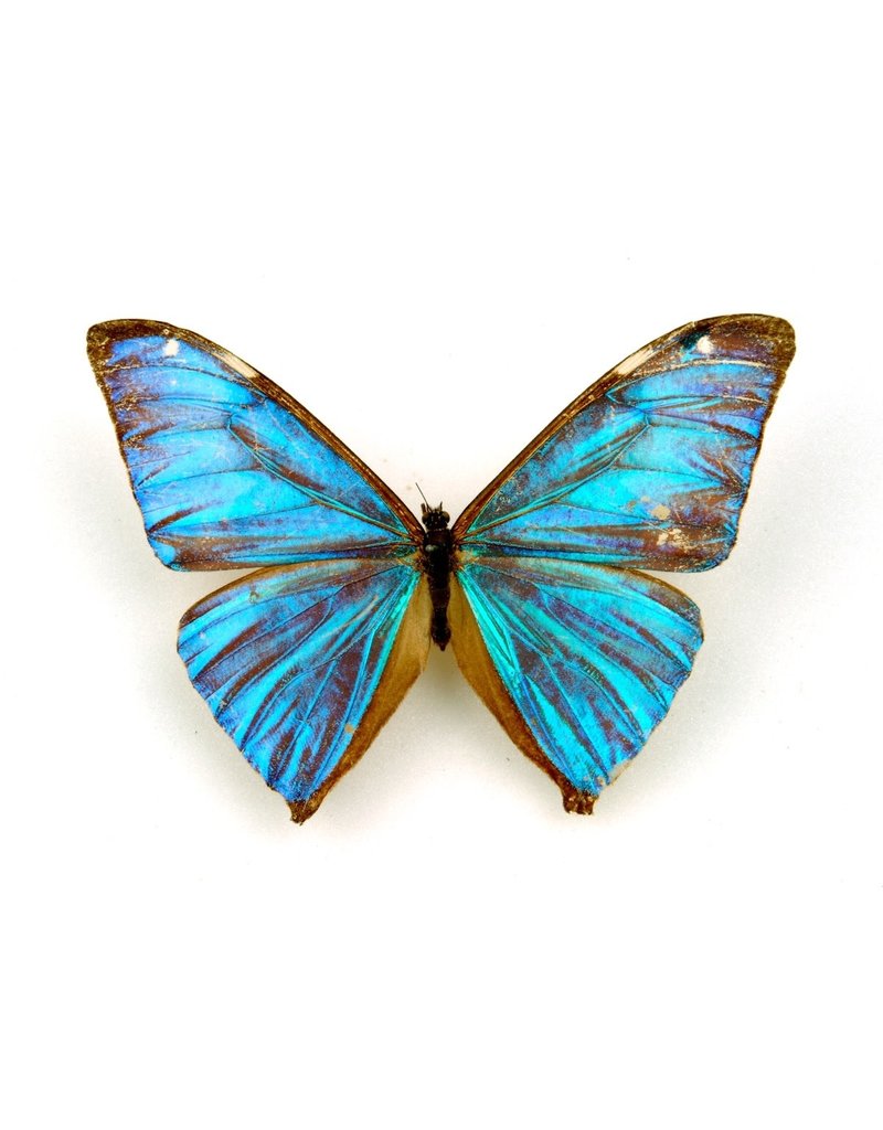 Wingstitution Morpho Aega Bottom Wings Butterfly Earrings