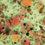COLORAMICS, LLC CG-982 MIXED MELON