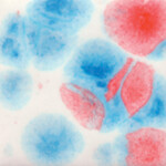 COLORAMICS, LLC S-2731 KABOOM