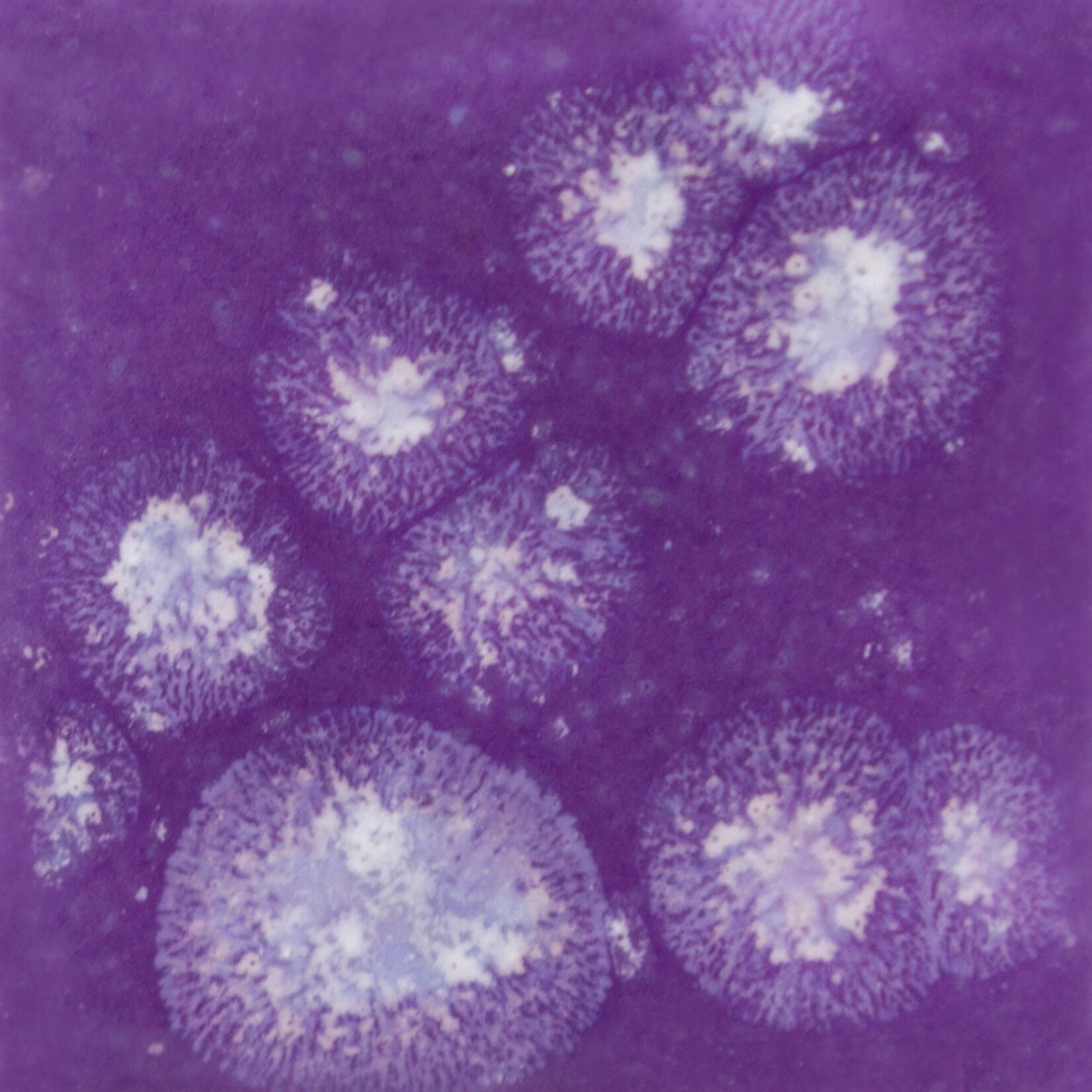 COLORAMICS, LLC MAYCO S-2723 GRAPE DEVINE
