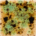 COLORAMICS, LLC S-2709 CAPPUCCINO MINT