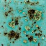 COLORAMICS, LLC CG-1008 BLUE GUPPY