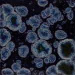 COLORAMICS, LLC CG-786 OBSIDIAN