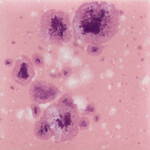 COLORAMICS, LLC CG-1014 PINK PLUM
