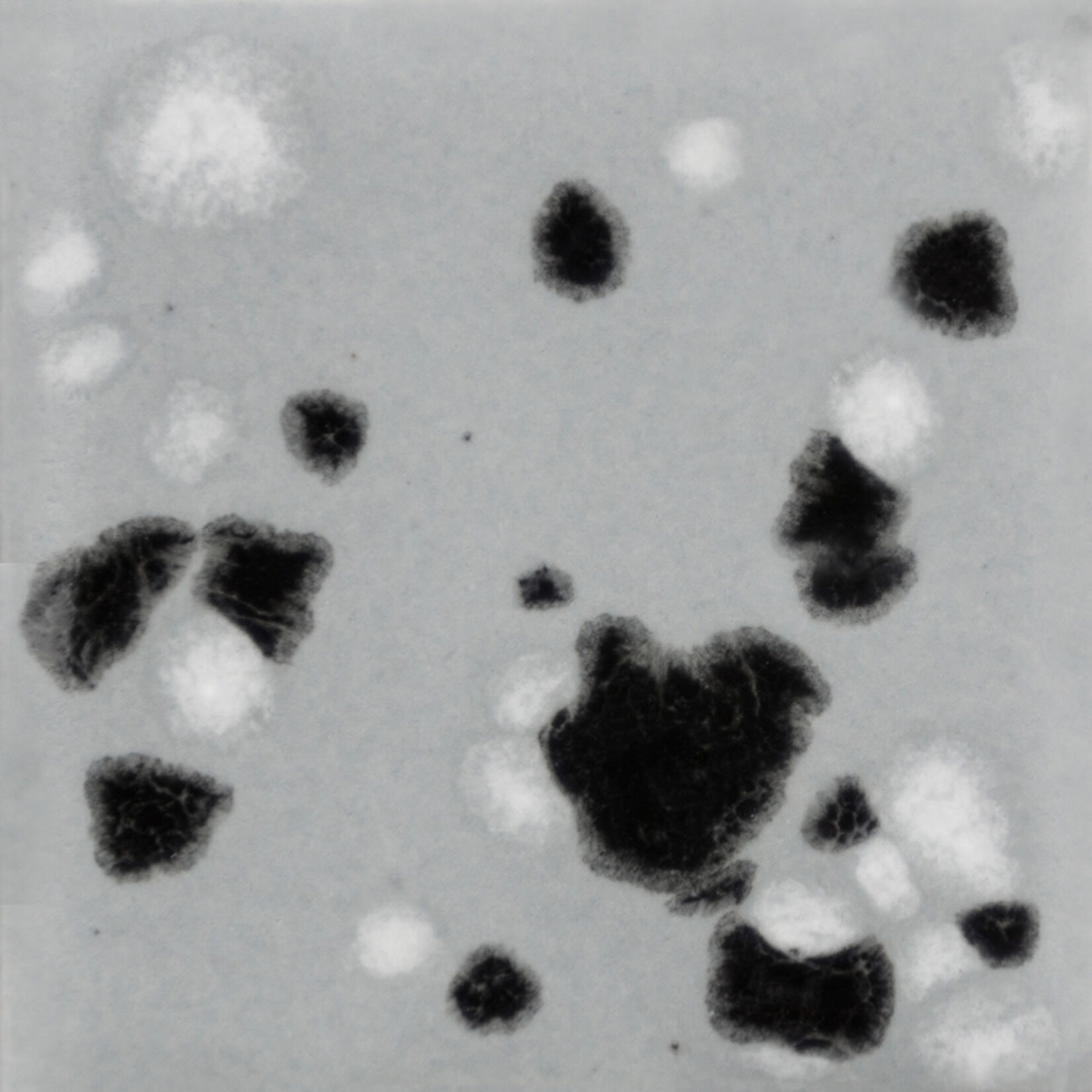 COLORAMICS, LLC MAYCO CG-1016 ASTEROID PT