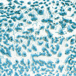 American Art Clay Gz Liq CR-22 Speckled Teal Crawl