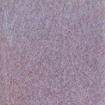 Coyote Clay & Color COYOTE MBG-224 PIXIE WINGS