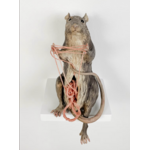 Small Scale Animals