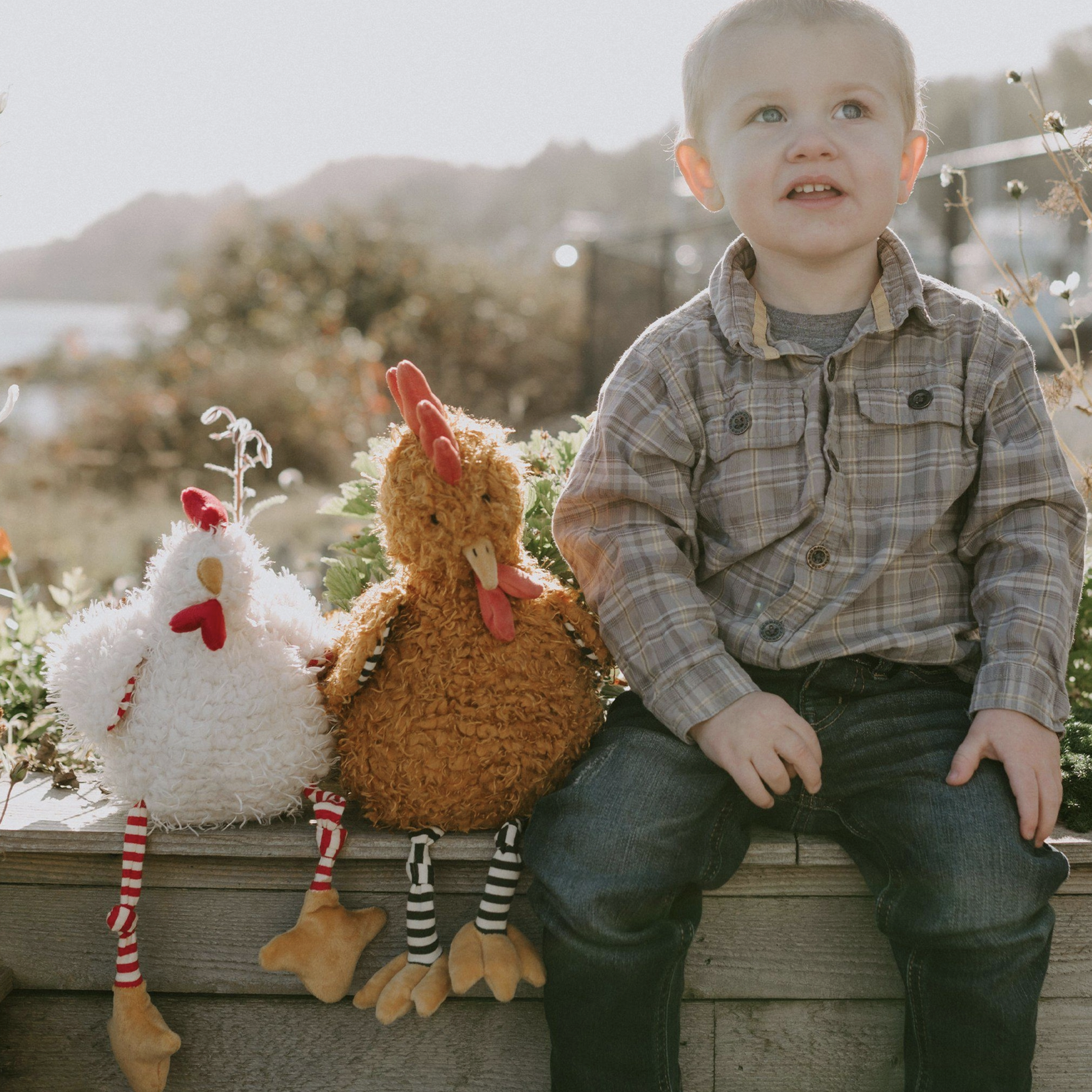 Randy the Rooster