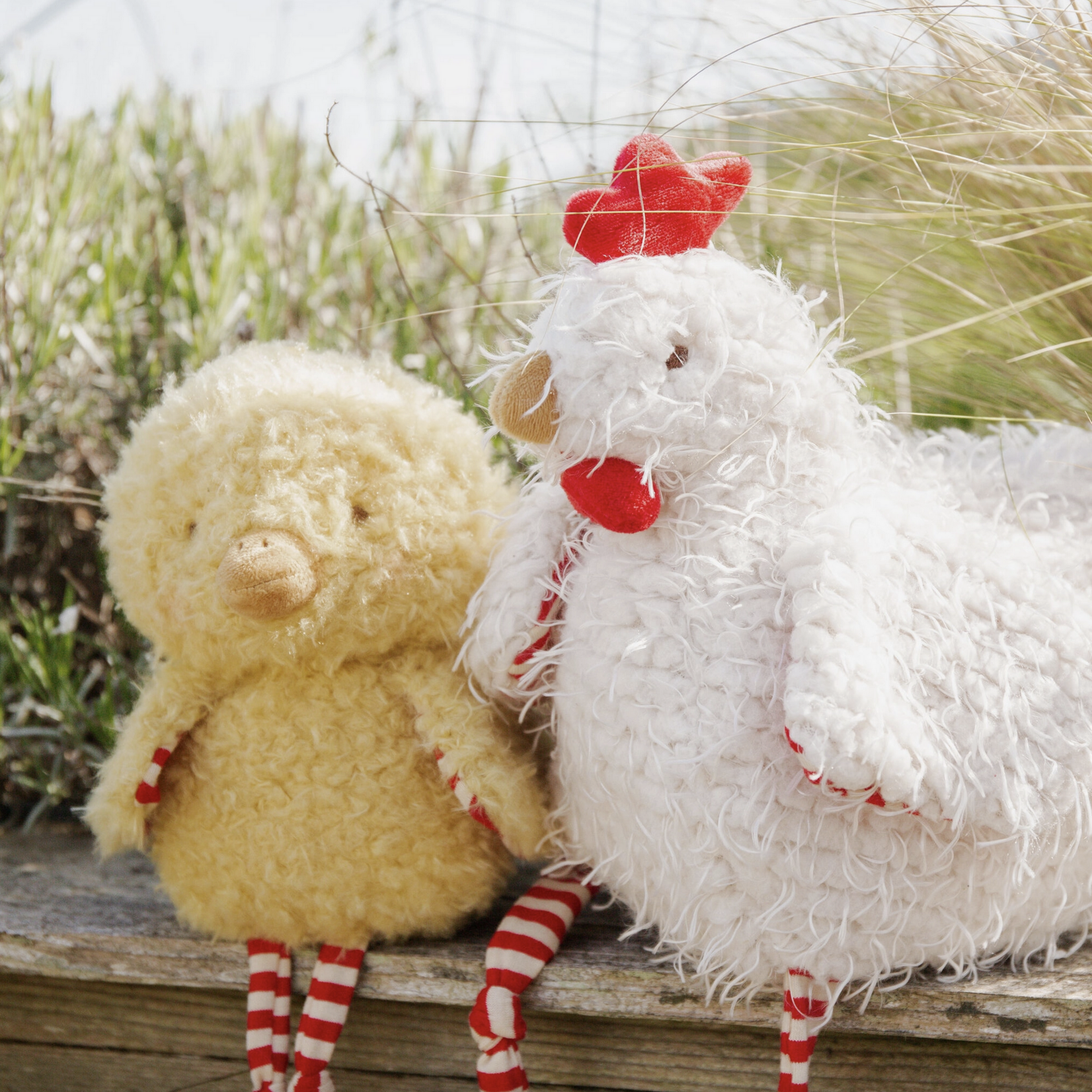Wee Clucky Little the Chicken