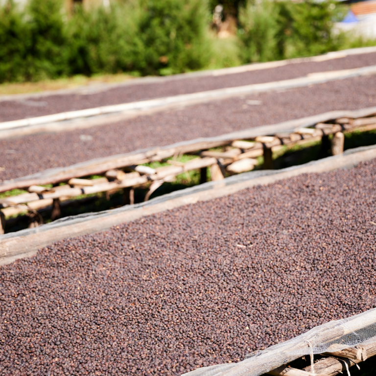 Quietly Coffee Quietly Coffee Ethiopia Magnolia  Coffee Bag (340g)