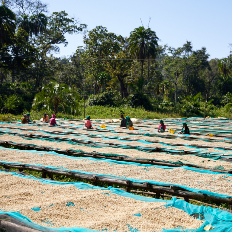 Quietly Coffee Quietly Coffee Ethiopia Magnolia  Coffee Bag (340g)