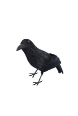 Crow, Black,