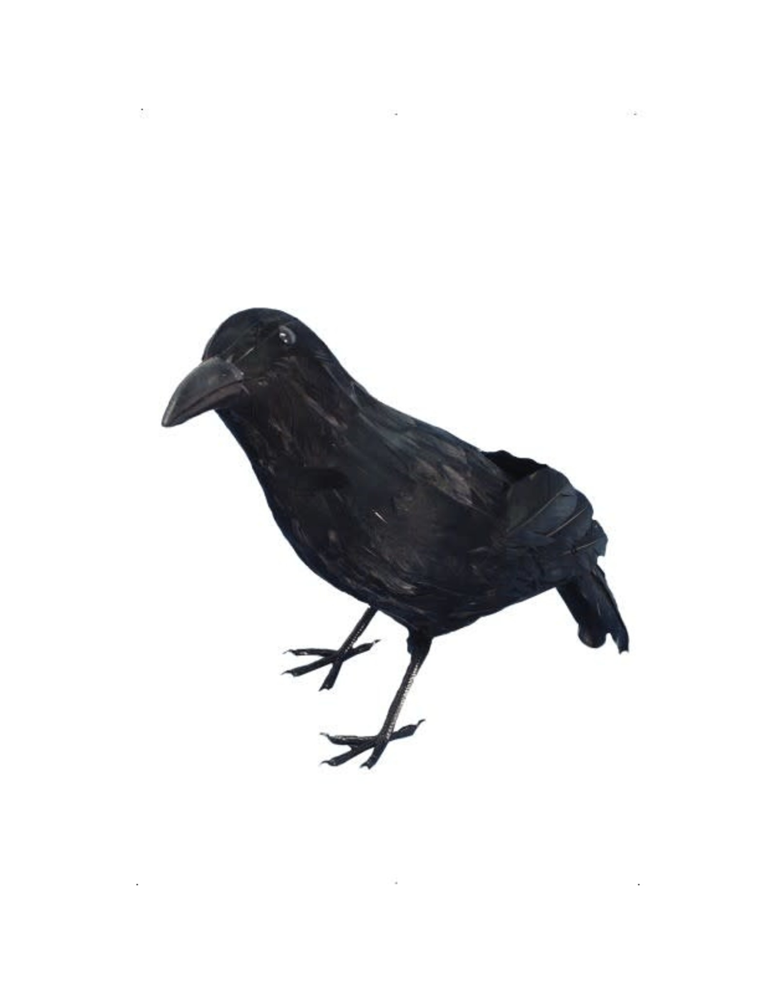 Crow, Black,
