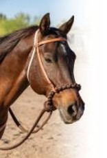 Professional's Choice Loping Hackamore