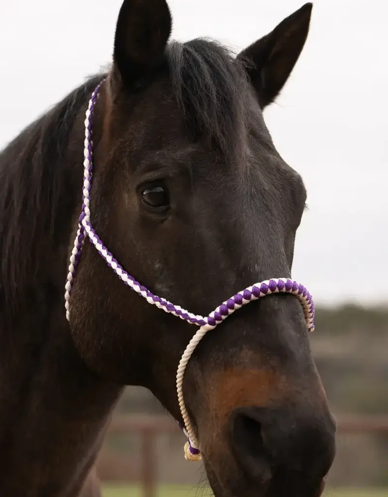 Rodeo Drive Lariat Mule Tape Halter
