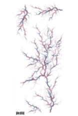 Tinsley Transfers Trauma Tattoo - Possessed Veins