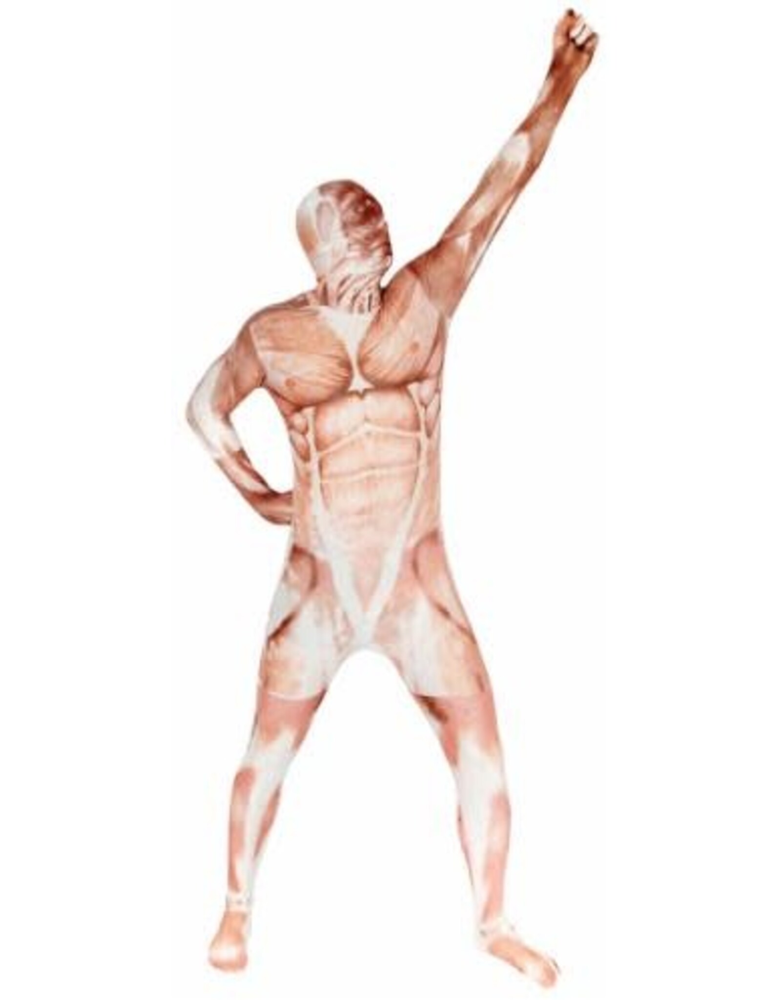 Morphsuit Muscle Mask