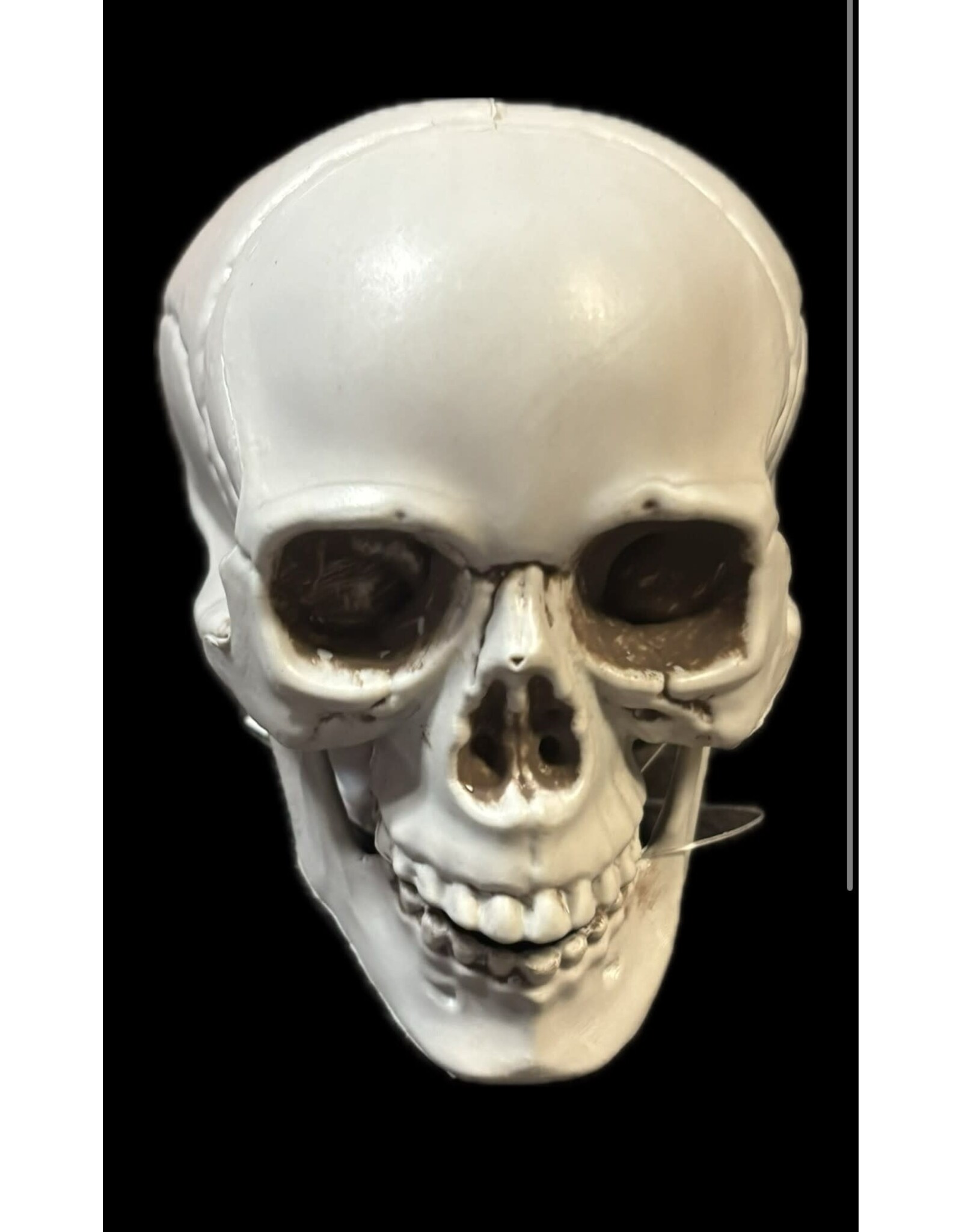 SunStar Skull Decor