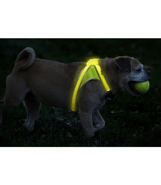 Noxgear Lighthound