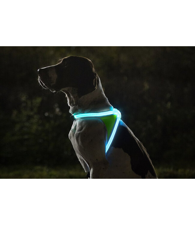 Noxgear Lighthound