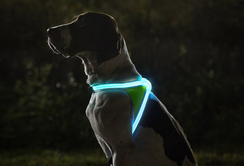 Noxgear Lighthound