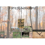Forest/Woodland