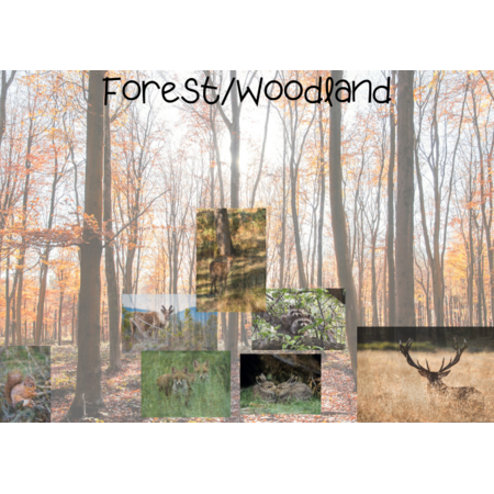 Forest/Woodland