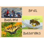 Birds, Bugs & Butterflies