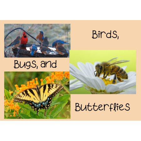 Birds, Bugs & Butterflies