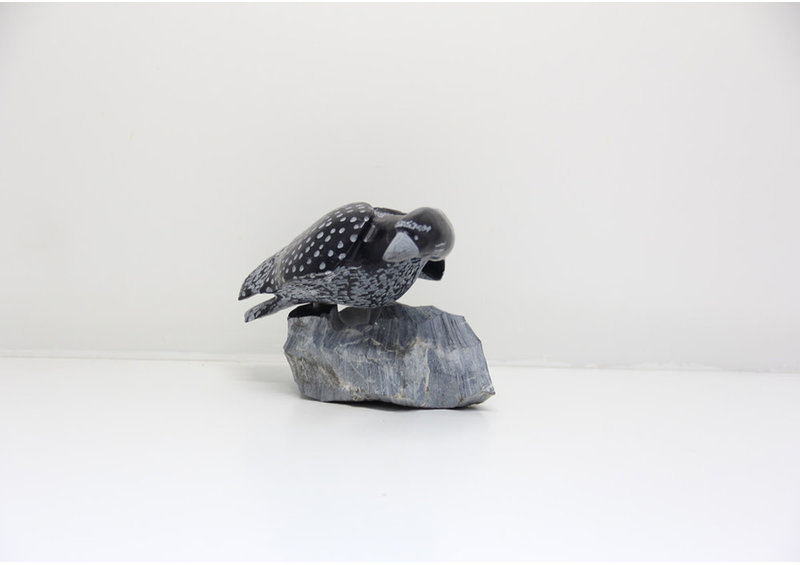 23832 Bird by Mazdak Darehshoirpour