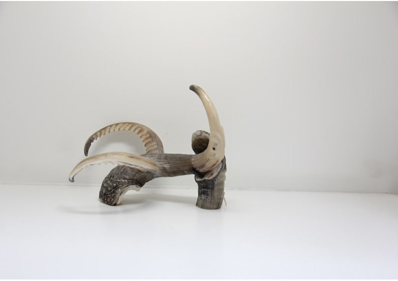 19021 Musk ox horn creature by Ben Kovic